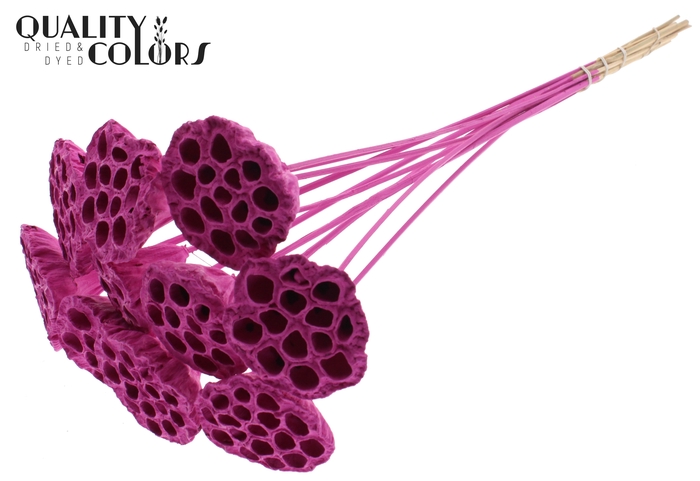 Lotus 5-7cm on stem Covered Cerise