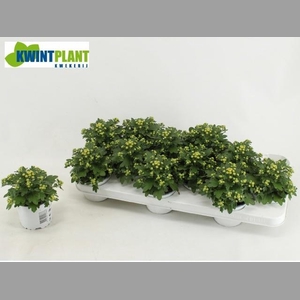 AJAN P PACIF WHITE