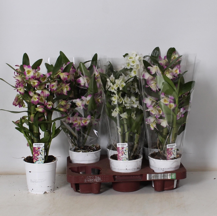 <h4>DENDR N GEM</h4>