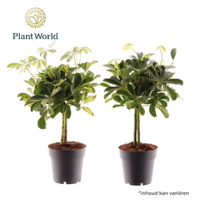 Schefflera op stam mix (Gold Capella & Compacta)