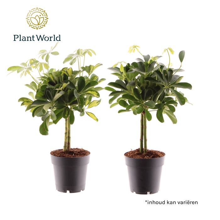 <h4>Schefflera op stam mix (Gold Capella & Compacta)</h4>