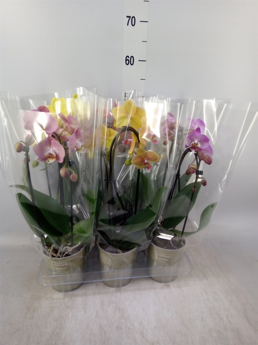 <h4>Phalaenopsis  'Elegant Cascade'</h4>