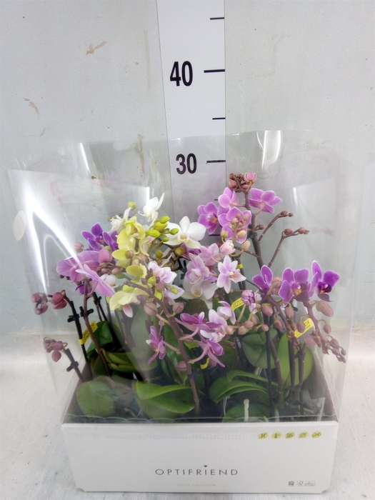 <h4>Phalaenopsis multi.   ...mix  5</h4>