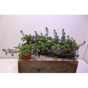 arr8 Scaev A Blue Fan