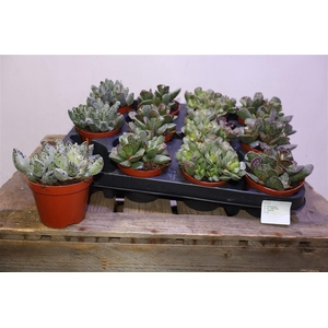 arr8 Succ Adromischus Mix