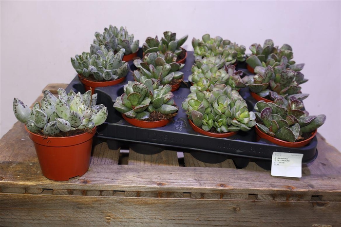 <h4>arr8 Succ Adromischus Mix</h4>