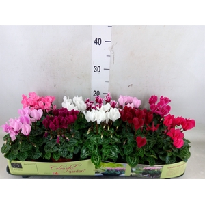 Cyclamen KL   ...patio