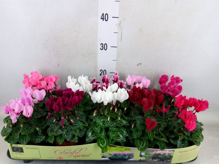 <h4>Cyclamen KL   ...patio</h4>