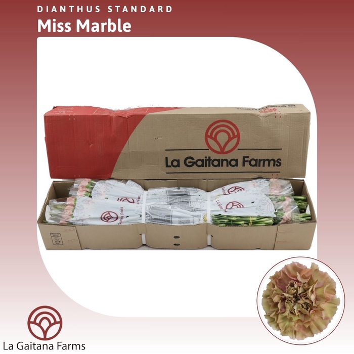 <h4>Dianthus St Miss Marble</h4>