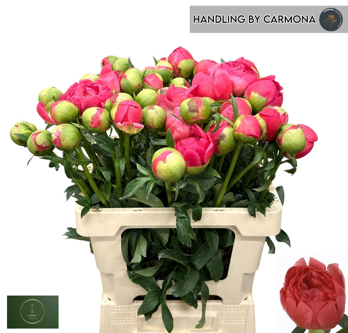 <h4>PAEO CORAL SUNSET</h4>