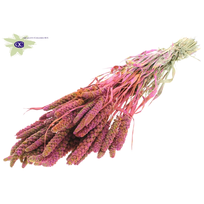 <h4>Gierst per bunch Multicolour Cerise</h4>