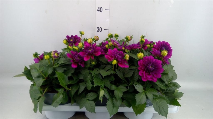 <h4>Dahlia 'Dalina Maxi Castillo'</h4>