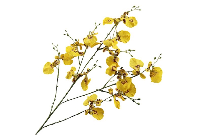 Orchid Oncidium Yellow