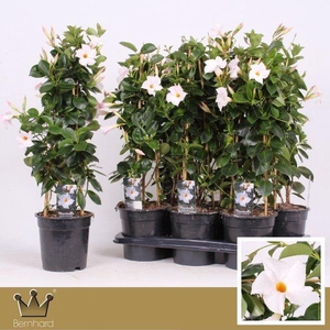 Dipladenia P17 Piramide Diamantina Jade White