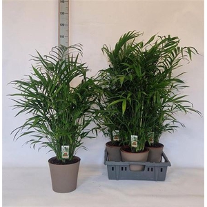Chamaedorea cataractarum