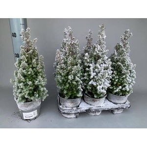 Chamaecyparis thyoides Novagold 13Ø 40cm