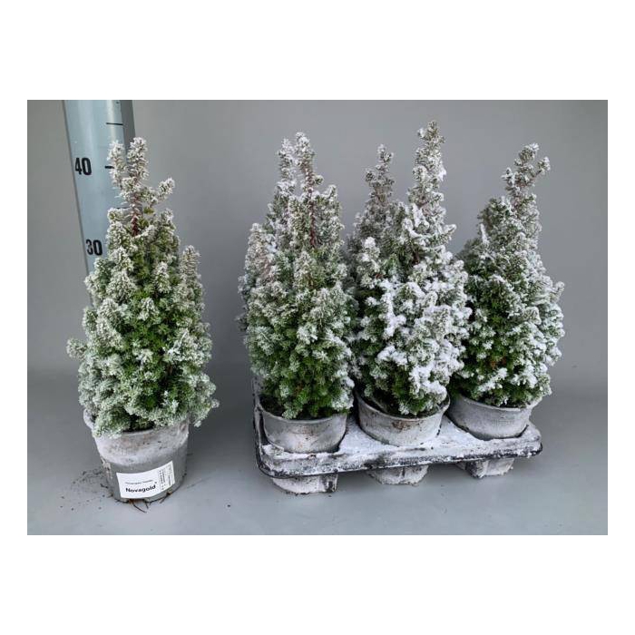 <h4>Chamaecyparis thyoides Novagold 13Ø 40cm</h4>