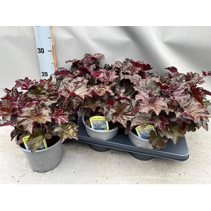 HEUCH MI PALACE PURP