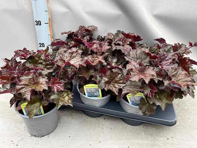 <h4>HEUCH MI PALACE PURP</h4>