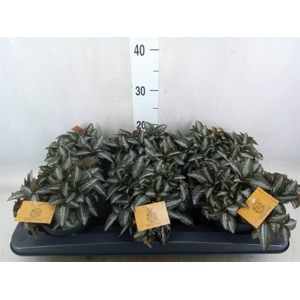 Pilea spriceana 'Silver Tree'