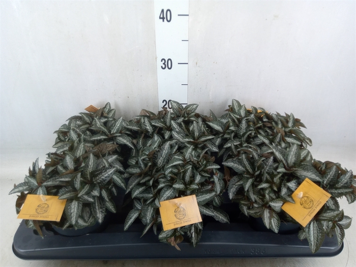 <h4>Pilea spriceana 'Silver Tree'</h4>