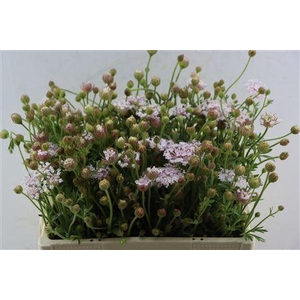 DIDISCUS PINK