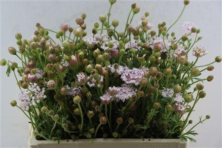 <h4>DIDISCUS PINK</h4>