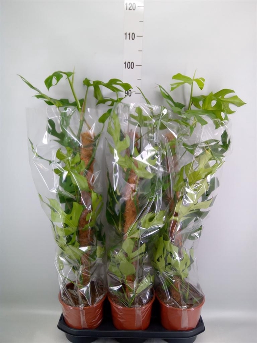 <h4>Monstera delic. 'Piccolo'</h4>