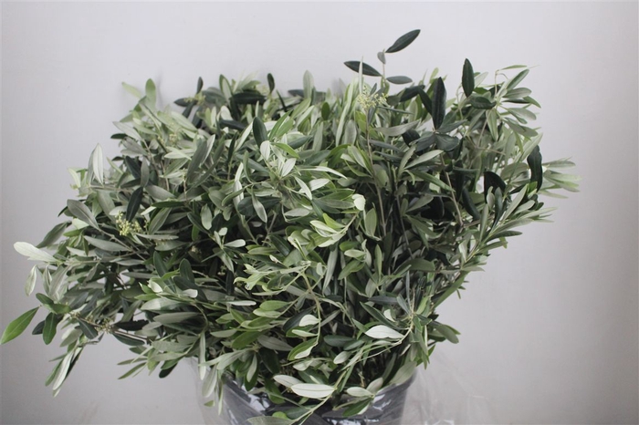 <h4>Olijf 400gr P Bunch</h4>