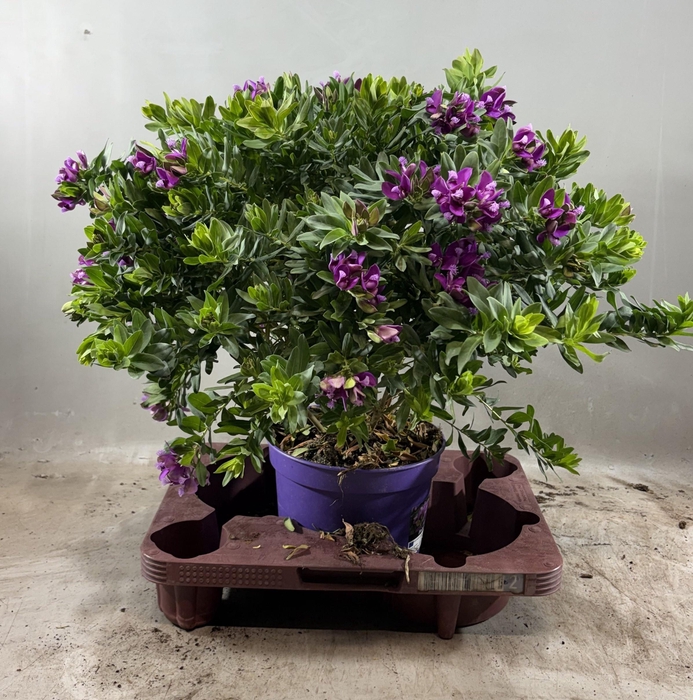 <h4>POLYGA MYRTIFOLIA</h4>