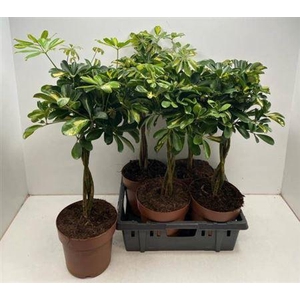 Schef Ar Gold Capell Stam