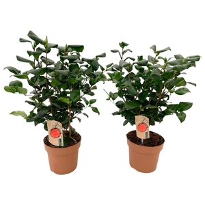 Camellia Lady Campbell 20-25 knop