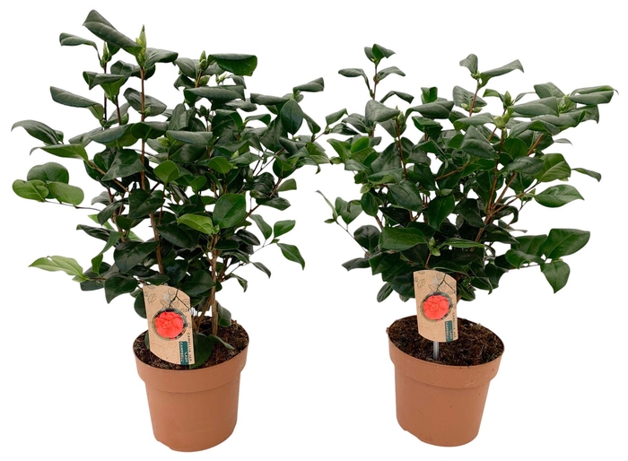 <h4>Camellia Lady Campbell 20-25 knop</h4>