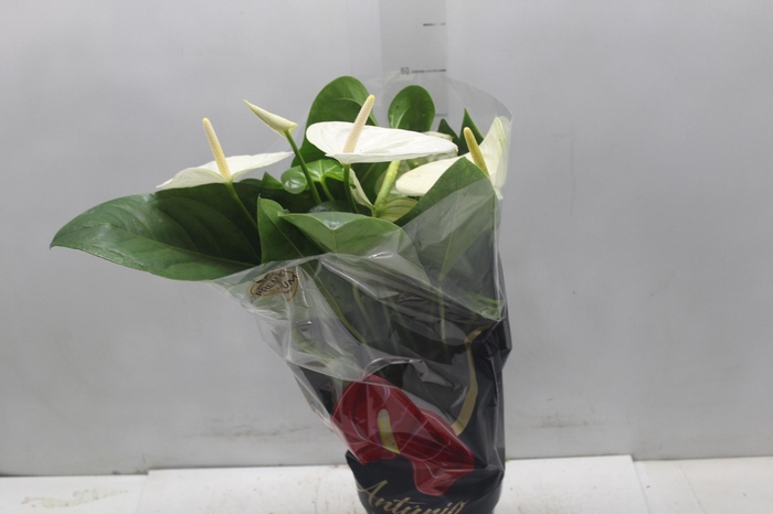 <h4>ANTHURIUM ALASKA P17 PREMIUM</h4>