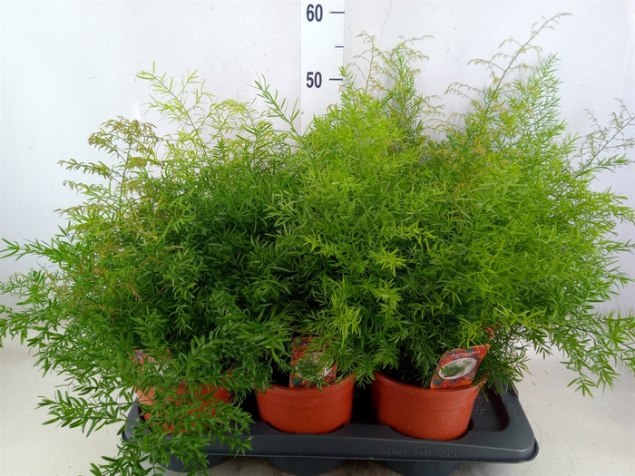 <h4>Asparagus dens. 'Cwebe'</h4>