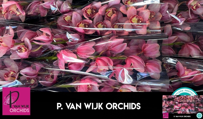 <h4>CYMB T MYS PINK BLOS</h4>