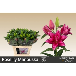 LI OR DU RL MANOUSKA
