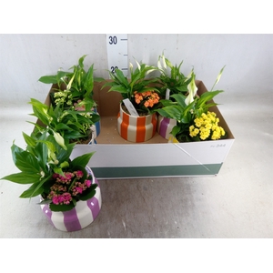 Arr.   Planten L%