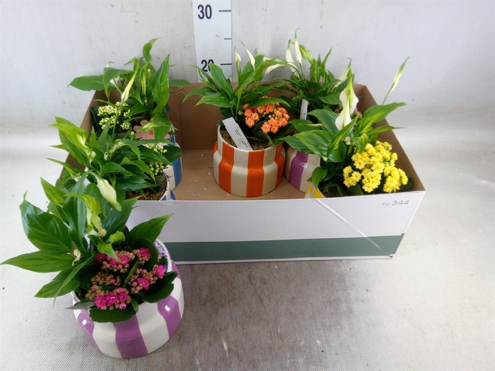 <h4>Arr.   Planten L%</h4>