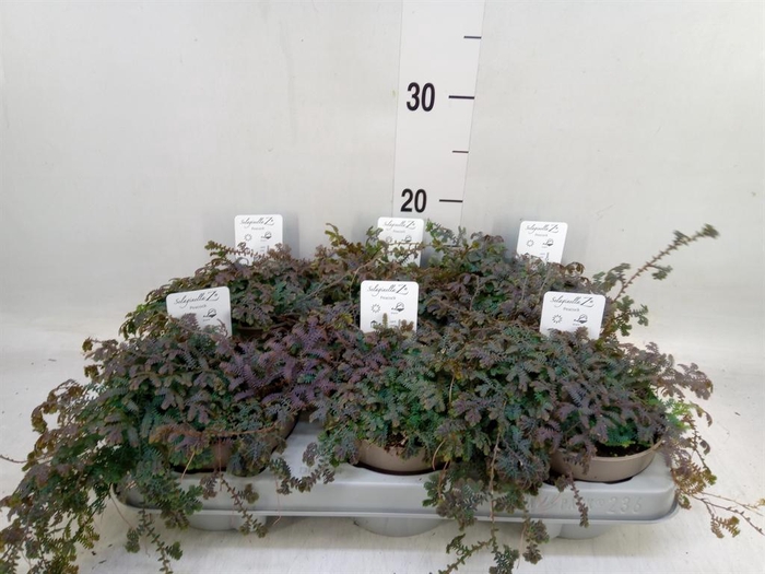 <h4>Selaginella   ...</h4>