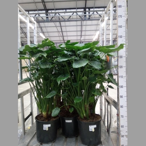 Alocasia cucullata