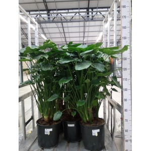 Alocasia cucullata