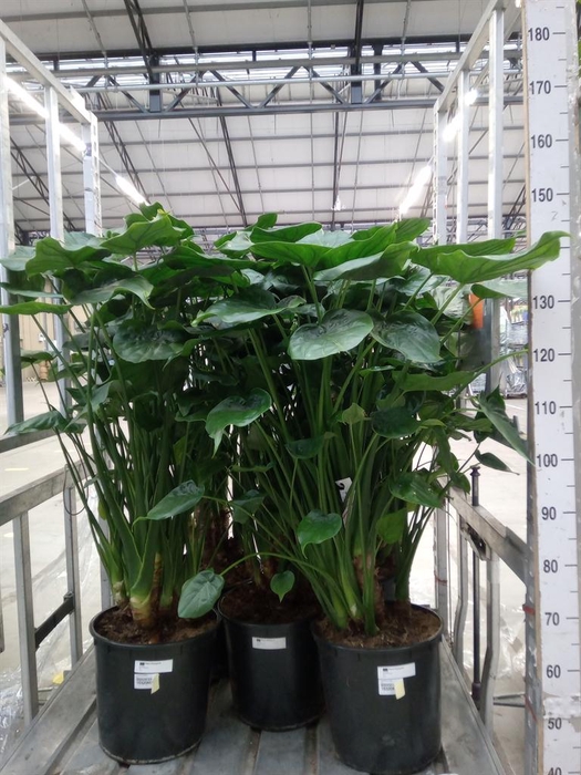 <h4>Alocasia cucullata</h4>