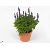 Salvia Nemorosa, Sensation Deep Blue