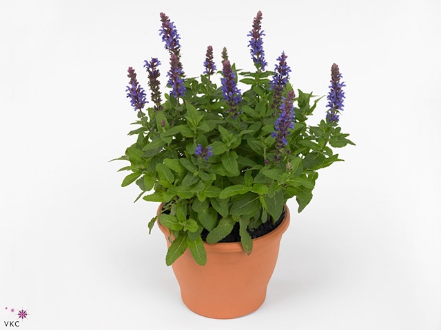 Salvia Nemorosa, Sensation Deep Blue
