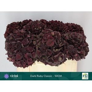 HYDR M MAG D RUBY CL