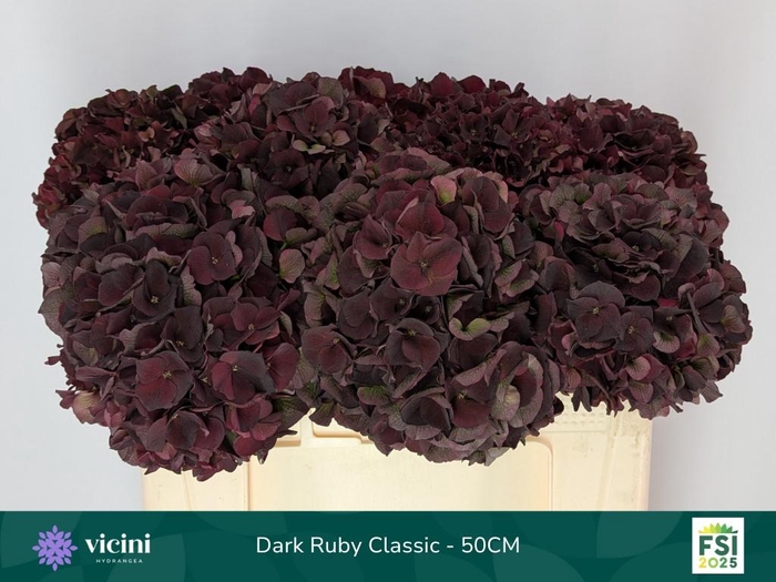 <h4>HYDR M MAG D RUBY CL</h4>