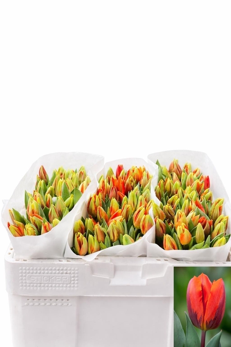 <h4>TU EN HERMITAGE</h4>