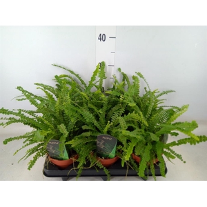 Nephrolepis cord. 'Duffii'