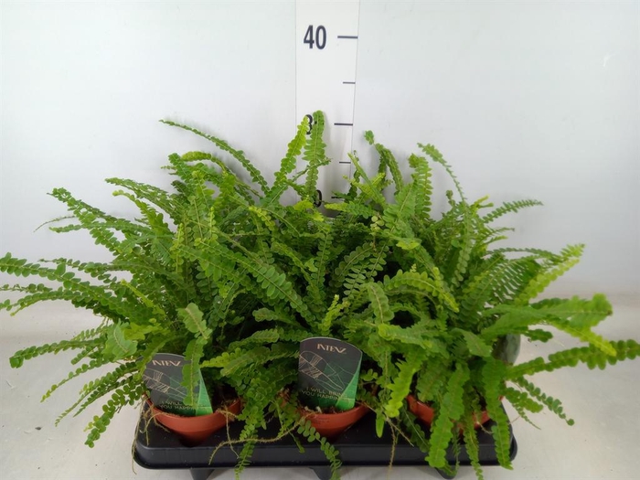 <h4>Nephrolepis cord. 'Duffii'</h4>